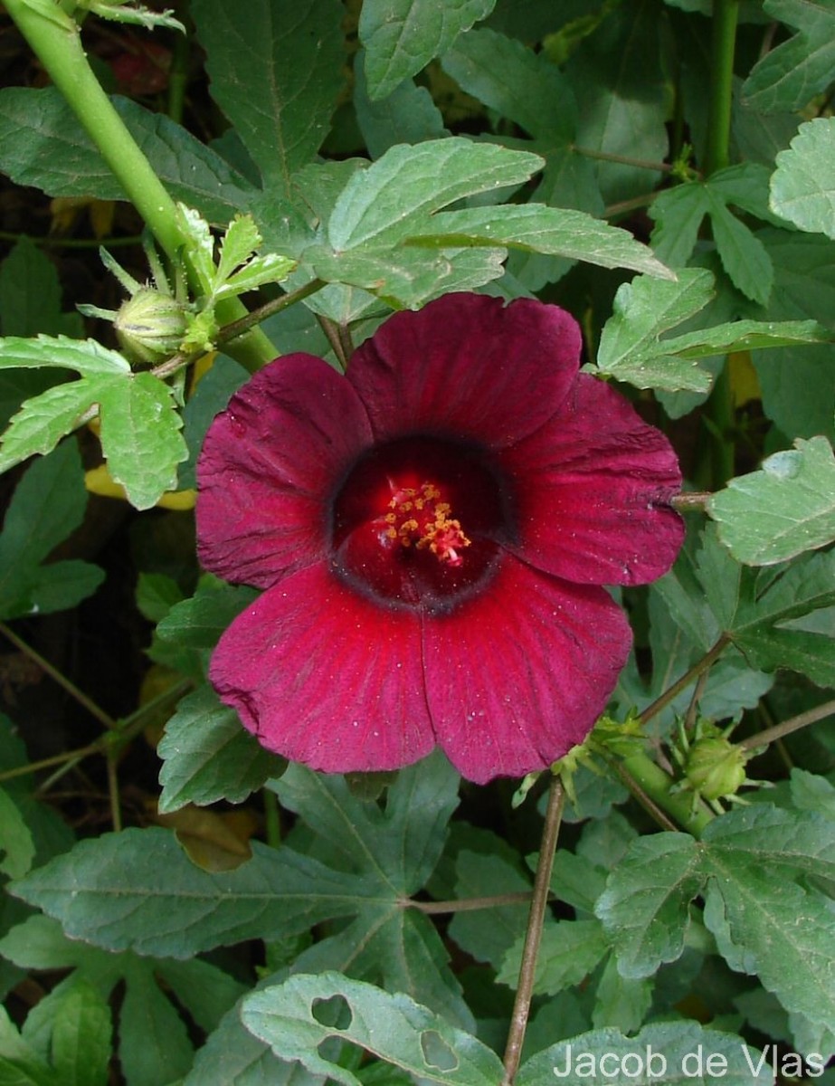Hibiscus radiatus Cav.
